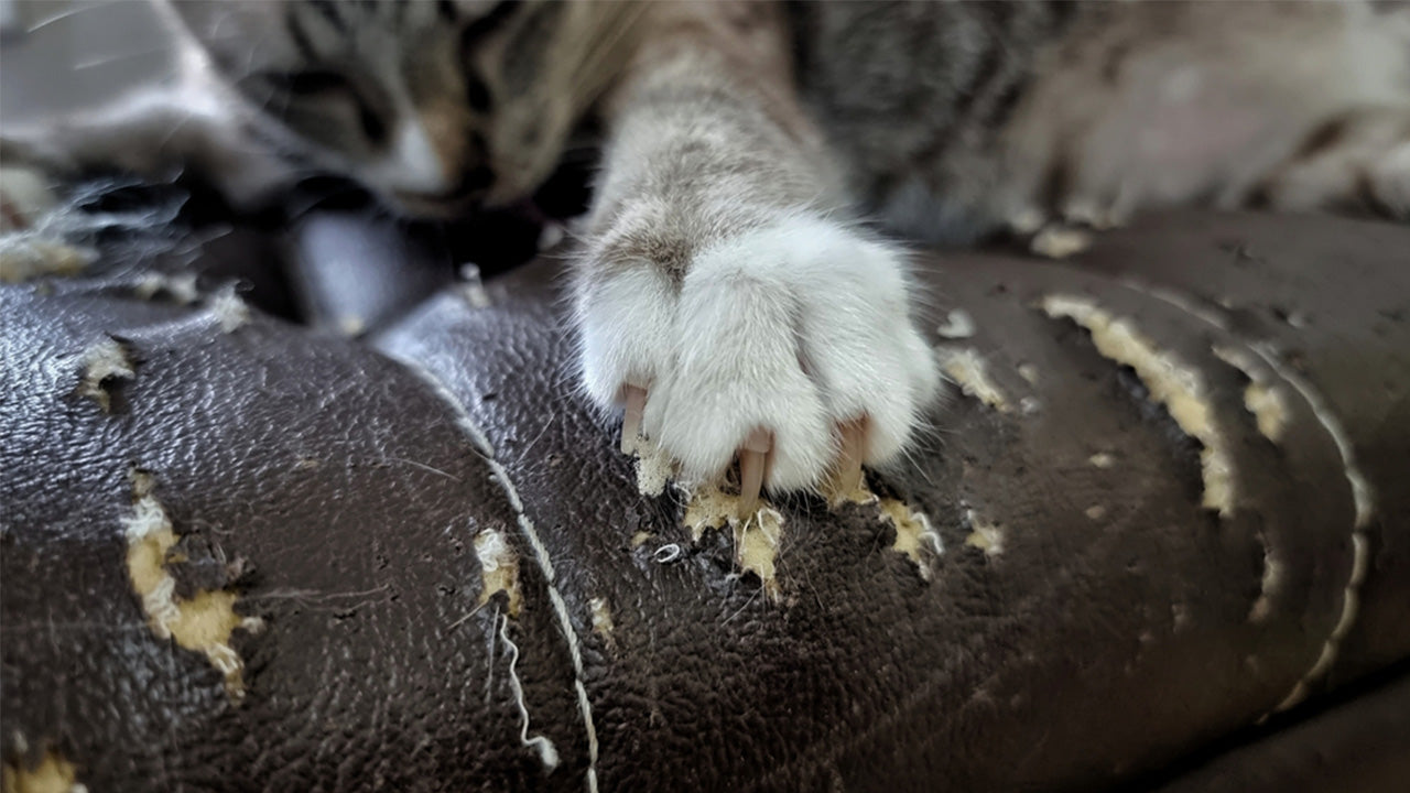 How to Protect Your Leather Home Theater Seats from Cat Scratches?